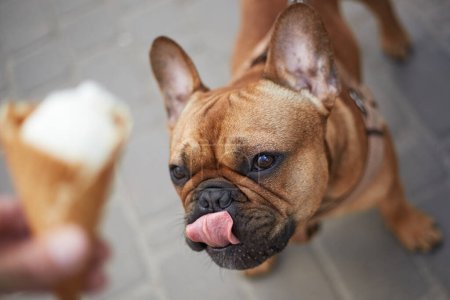 Foto de Retrato de un bulldog hambriento lamiendo sus labios mientras mira el helado. Linda mascota joven pidiendo un regalo - Imagen libre de derechos