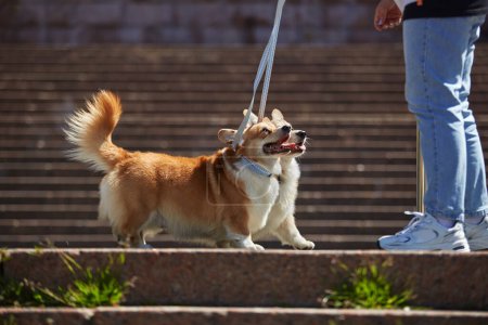 Photo for Two young corgis walking with the owner outdoor. Couple of adorable Pembroke Welsh Corgi dogs on a walk in the city center - Royalty Free Image