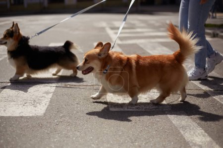 Photo for Two young Pembroke Welsh Corgis crossing the street. A couple of adorable corgi dogs walking on a leash outdoor - Royalty Free Image