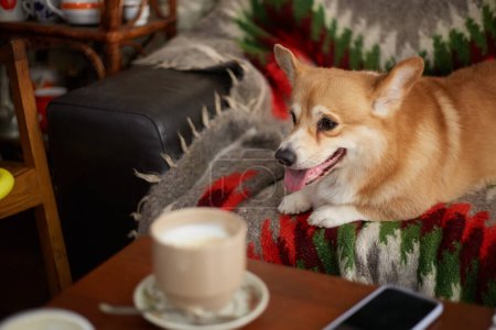 Photo for Cute young corgi lying on a couch in a cafe. Adorable brown Pembroke Welsh Corgi puppy resting on a sofa indoors - Royalty Free Image