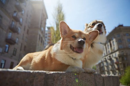 Photo for Cute corgis lying in the bright sun outdoor. A couple of brown Pembroke Welsh Corgi dogs resting in the city center - Royalty Free Image