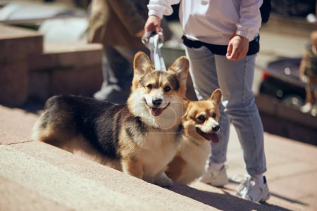 Photo for Pet owner walking two young corgi dogs on a leash. Couple of cute little Pembroke Welsh Corgi puppies on a walk outdoor - Royalty Free Image