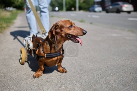 Foto de Lindo perro salchicha marrón caminando en un carro. Mascota parapléjica camina con una correa al aire libre - Imagen libre de derechos