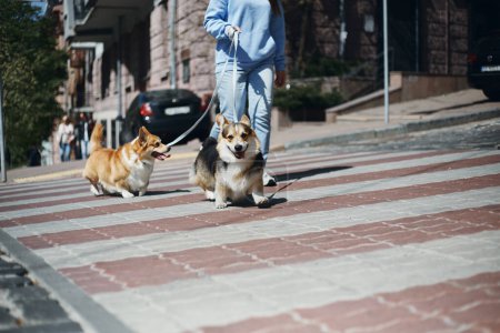 Téléchargez les photos : Propriétaire de chien promenant les corgis dans la rue de la ville - en image libre de droit