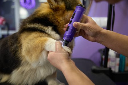 Pet groomer grinding dog's nails with a rotary grinder tool in close up. 