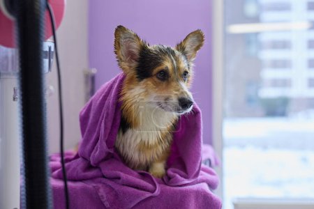 Téléchargez les photos : Corgi séchage après lavage dans une clinique vétérinaire. Chien sain et propre dans un salon de toilettage - en image libre de droit