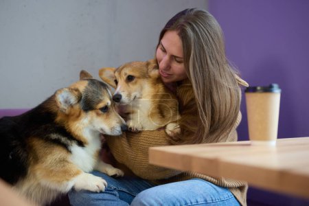 Téléchargez les photos : Jeune femelle câlinant deux chiens Pembroke Welsh Corgi dans un café. Propriétaire de chien jouant avec des corgis - en image libre de droit