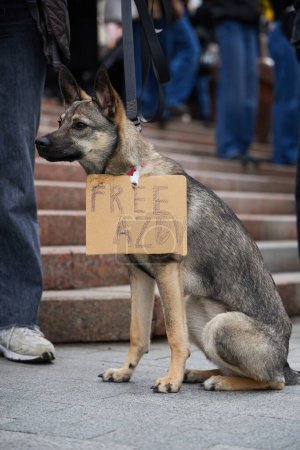 Photo for Dog wearing a sign "Free Azov" on a public demonstration. Kyiv - 17 March,2024 - Royalty Free Image