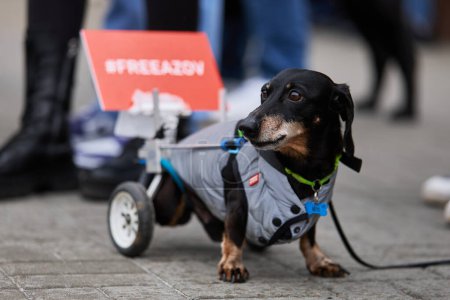 Photo for Dachshund dog in a wheelchair with a banner "Free Azov" on a public demonstration. Kyiv - 24 March,2024 - Royalty Free Image