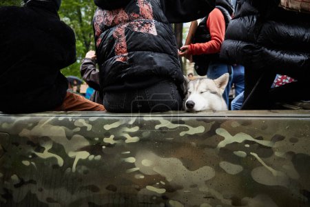 Foto de Lindo perro husky montar en camioneta militar ucraniana durante la manifestación pública. Kiev - 21 de abril de 2024 - Imagen libre de derechos