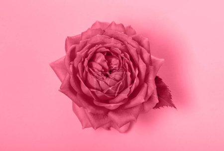 Téléchargez les photos : Magenta rose fleurs gros plan, macro photo. Couleur de l'année 2023 - en image libre de droit