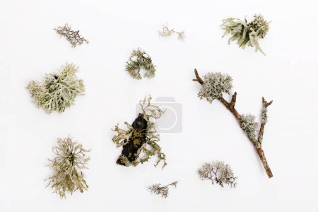 Photo for Set of fishnet lichen, Cladonia boryi, isolated lichen against white background - Royalty Free Image