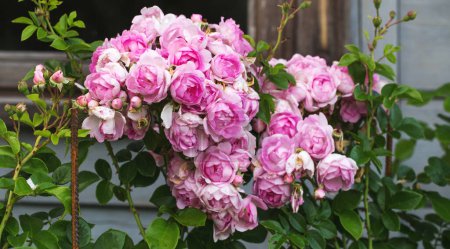 Téléchargez les photos : Escalade Jasmina roses fleurissant dans le jardin. Belles grappes de fleurs tasses, doubles, lilas à l'ancienne - en image libre de droit