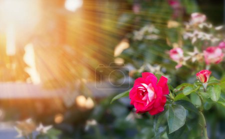 Téléchargez les photos : Pousses gracieuses roses rose vif avec des bourgeons et des fleurs décolorées contre le jardin ensoleillé - en image libre de droit