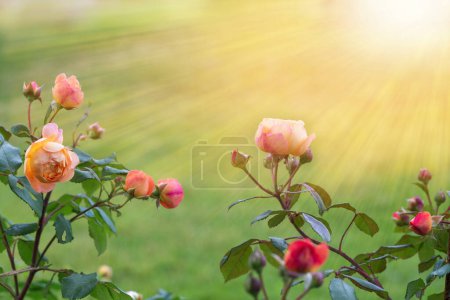 Téléchargez les photos : Pousses gracieuses roses roses oranges avec bourgeons contre jardin ensoleillé, rétro-éclairé - en image libre de droit
