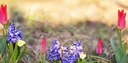 Foto de Hermoso fondo natural de primavera con flores de color rosa azul, tulipanes, jacintos y mariposas en la hierba contra la mañana del amanecer. Banner de primavera - Imagen libre de derechos