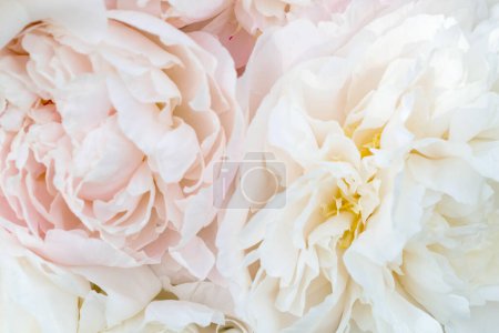 Beautiful aromatic fresh blossoming tender pink peonies texture, close up view. Romantic wedding background