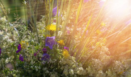 Foto de Ramo de flores silvestres al sol. Celebración de una fiesta tradicional en Letonia Ligo en junio - Imagen libre de derechos