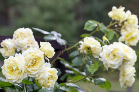 Téléchargez les photos : Rose grimpante blanche nostalgique en fleurs sur treillis en bois brun dans un beau jardin d'été - en image libre de droit