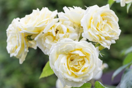 Téléchargez les photos : Rose grimpante blanche nostalgique en fleurs Elfe sur treillis en bois brun dans un beau jardin d'été - en image libre de droit