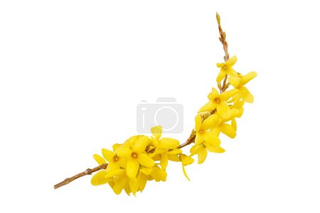 Foto de Forsythia flores amarillas aisladas en blanco, que florecen en la temporada de primavera. Flor soleada. Símbolo de primavera - Imagen libre de derechos