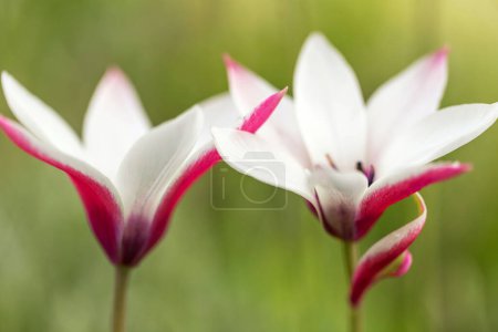 Lovely little botanical tulip features white blooms with deep pink edges, close up. Peppermint stick