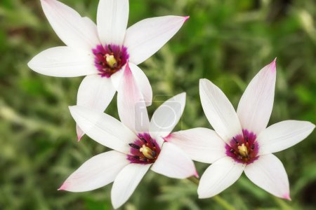 Precioso tulipán botánico cuenta con flores blancas con bordes rosados profundos, de cerca. Palillo de menta