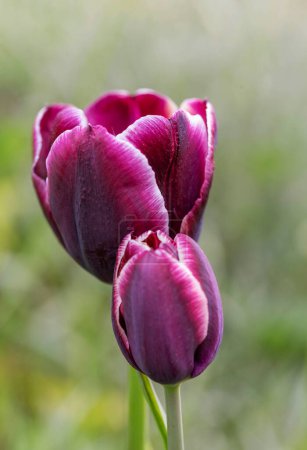 Dunkelbordeauxviolette Tulpe mit weißen Federn an den Rändern. Hauptgewinn.