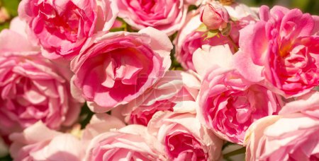 Escalada de rosas Jasmina floreciendo en el jardín. Abundantemente floreciente rosa primer plano, fondo rosa romántico