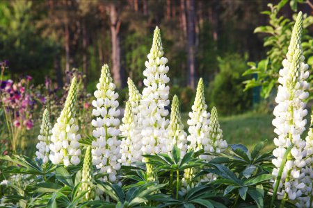 A lot of white lupines in the garden. Summer background