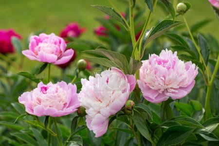 Peony Sorbet in garden on sunny day. lat.Paeonia Lactiflora Hybriden Sorbet. Big blooming pink peony flowers in spring. Happy Mothers, Earth Day
