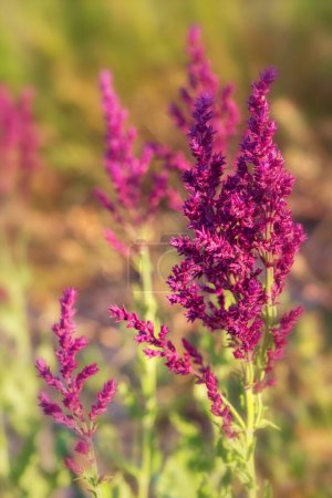 Background or Texture of Salvia nemorosa Schwellenburg in a Country Cottage Garden in a romantic rustic style.