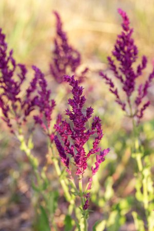 Background or Texture of Salvia nemorosa Schwellenburg in a Country Cottage Garden in a romantic rustic style.