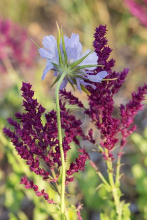 Fondo o Textura de Salvia nemorosa Schwellenburg y flor de scabiosa en un Country Cottage Garden en un romántico estilo rústico.