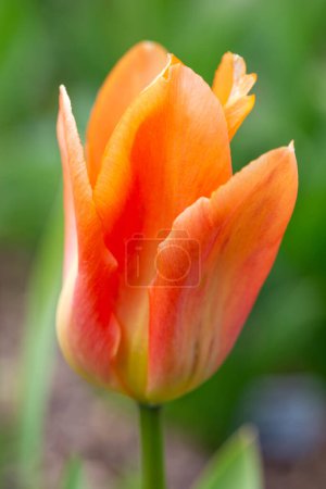 Orangefarbene Kaisertulpe blüht im Garten, Makrofoto einer einzigen orangefarbenen Tulpenblüte aus nächster Nähe