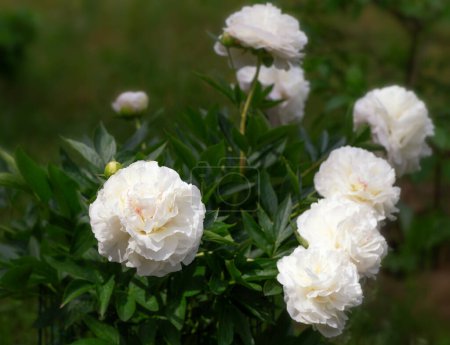 Peony Mothers Elección en el jardín en el día soleado. lat. Paeonia Lactiflora. Flores de peonía rosa florecientes en primavera. Madres felices, Día de la Tierra
