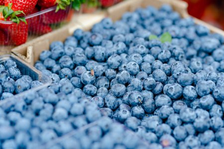 Photo for Fresh blueberries sold in the farmers market in Vilnius, Lithuania - Royalty Free Image