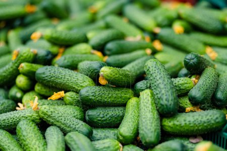 Foto de Fresh cucumbers sold in the farmers market in Vilnius, Lithuania - Imagen libre de derechos