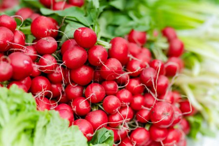 Téléchargez les photos : Bunches of fresh radish sold on farmer's market in Vilnius, Lithuania - en image libre de droit