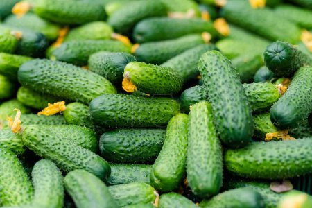 Foto de Fresh cucumbers sold in the farmers market in Vilnius, Lithuania - Imagen libre de derechos