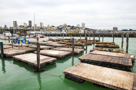 Photo for SAN FRANCISCO, USA - APRIL 2016: Famous Pier 39 in San Francisco with sea lions resting on wooden platforms. San Francisco, USA. - Royalty Free Image