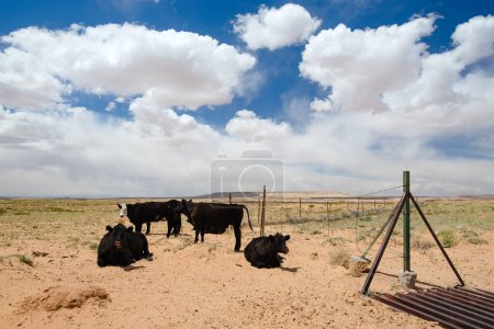 Photo for Black cows grazing in a desert in Arizona. Dry grass and sandstone formations under cloudy blue sky on hot summer day. Arizona, USA. - Royalty Free Image