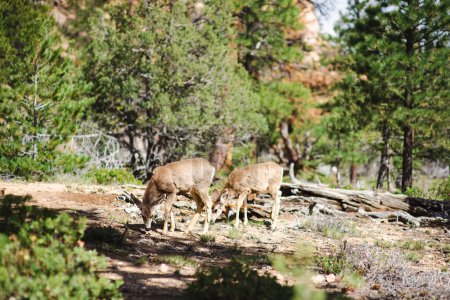 Téléchargez les photos : Group of deers in Bryce Canyon National park in Utah, USA. Exploring the American Southwest. - en image libre de droit