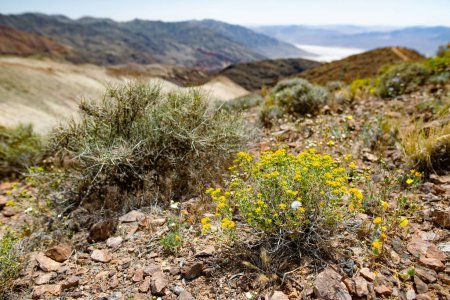 Photo for Blossoming yellow plants on a slope of a hill in Death Valley. Dante's View viewpoint, California, USA. Exploring the American Southwest. - Royalty Free Image