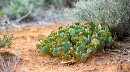 Foto de Blossoming cacti in Dixie National Forest near Yant Flat sandstone formations in Utah, USA. Exploring the American Southwest. - Imagen libre de derechos