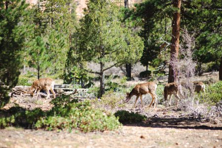 Foto de Group of deers in Bryce Canyon National park in Utah, USA. Exploring the American Southwest. - Imagen libre de derechos