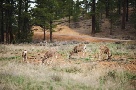Foto de Group of deers in Bryce Canyon National park in Utah, USA. Exploring the American Southwest. - Imagen libre de derechos