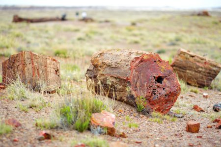 Foto de Stunning petrified wood in the Petrified Forest National Park, Arizona, USA. Exploring the American Southwest. - Imagen libre de derechos