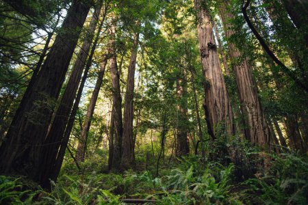 Téléchargez les photos : Hiking trail leading through giant redwoods in Muir forest near San Francisco, California, USA - en image libre de droit