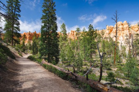 Téléchargez les photos : Hiking trail leading through stunning red sandstone hoodoo formations in Bryce Canyon National Park in Utah, USA. Exploring the American Southwest. - en image libre de droit